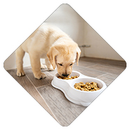 Dog Food