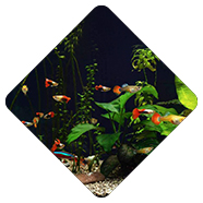 Guppies