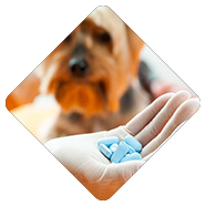Pets Care