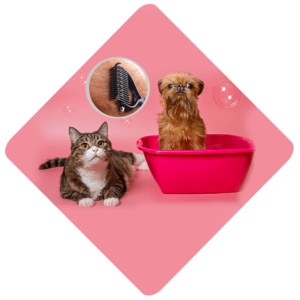 Cat and Dog Grooming