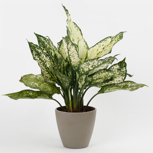 Buy Aglaonema Snow White Plant Online At Best Price In Kerala From Geturpet Com