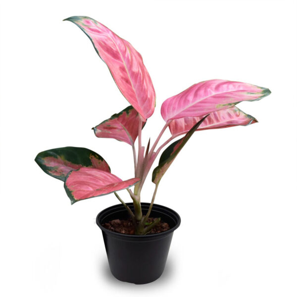 Buy Aglaonema Pink Small Online At Best Price In Kerala From Geturpet Com