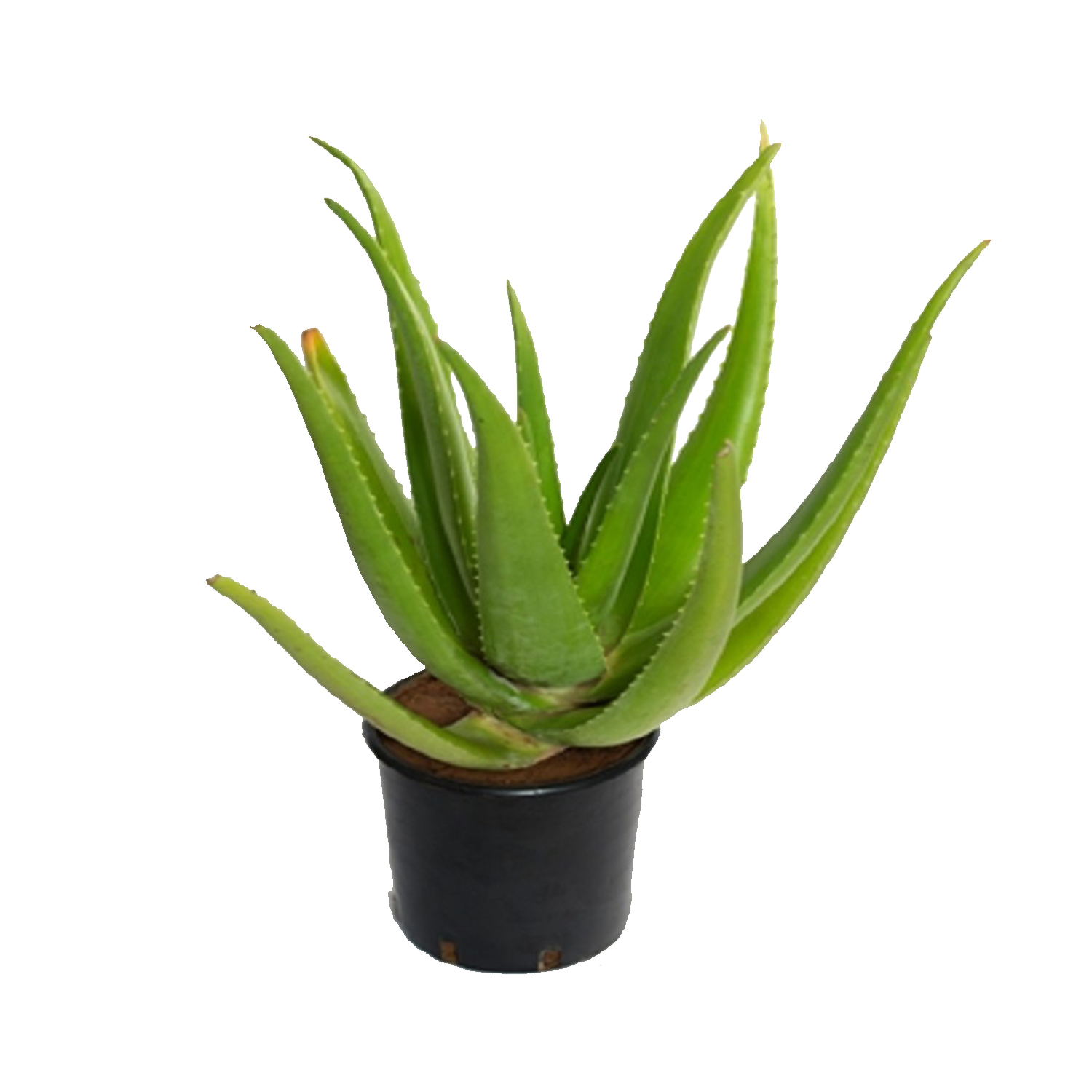 Buy Aloe Green Online at Best Price in kerala from geturpet.com