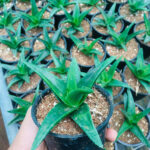 Aloe Green (2)