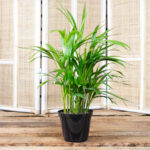 Bamboo Palm (1)