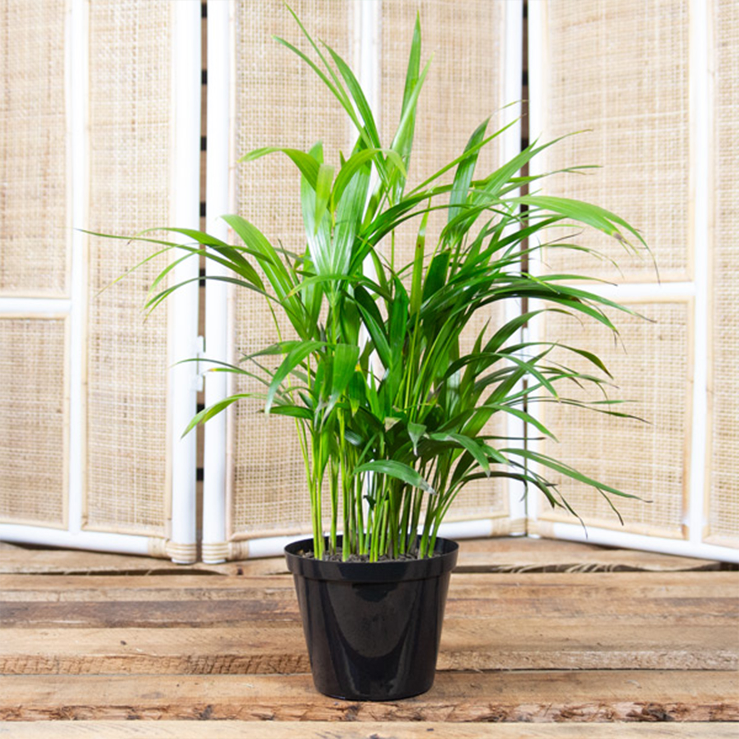 bamboo palm plant