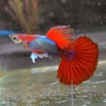 Brazilian-Fan-Tail-Red-Guppy-Fish-600×600