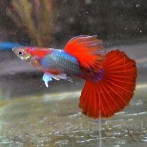 japanese red tail guppy