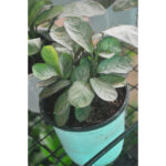 Calathea Burle Marx(Prayer Plant) (2)