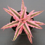 Cryptanthus Pink (1)