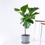 Fiddle Fig (1)