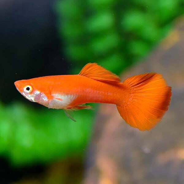 Buy Flamingo Red Ribbon Guppy Online at Best Price in kerala from