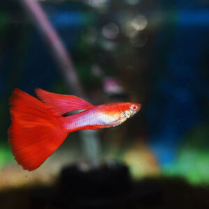 Japanese Guppies | Buy Japan Red & Blue Tail Guppy Online at Best Price