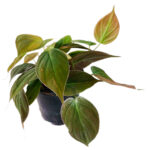 Philodendron (1)