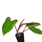 Philodendron Red Emerald (1)