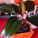 Philodendron Red Emerald (2)