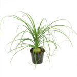 Ponytail Palm (1)