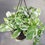 Pothos Pearls and Jade (1)