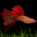 Red Lace Solo Guppy