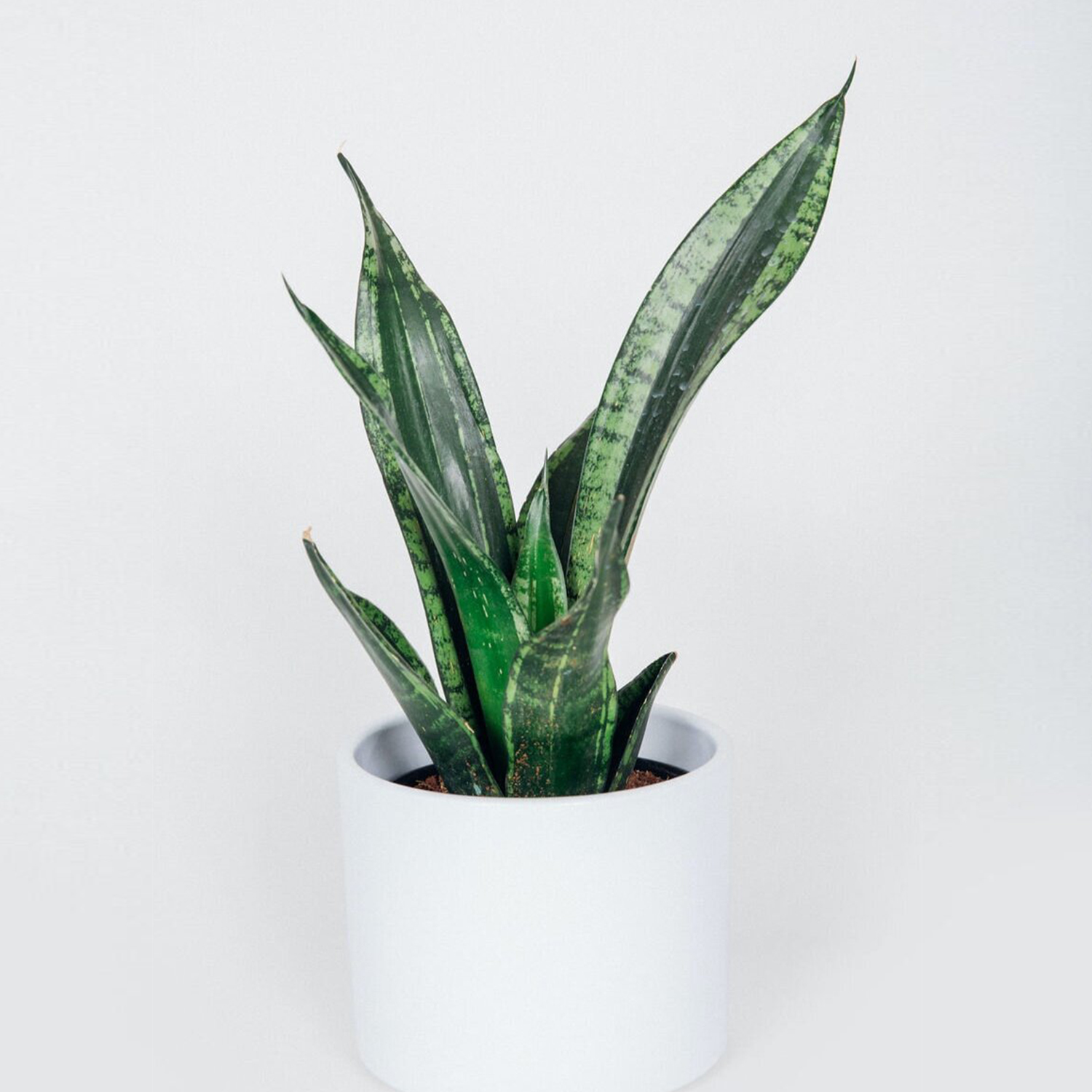 Buy Sansevieria Whitney Plant Online at Best Price in kerala from ...