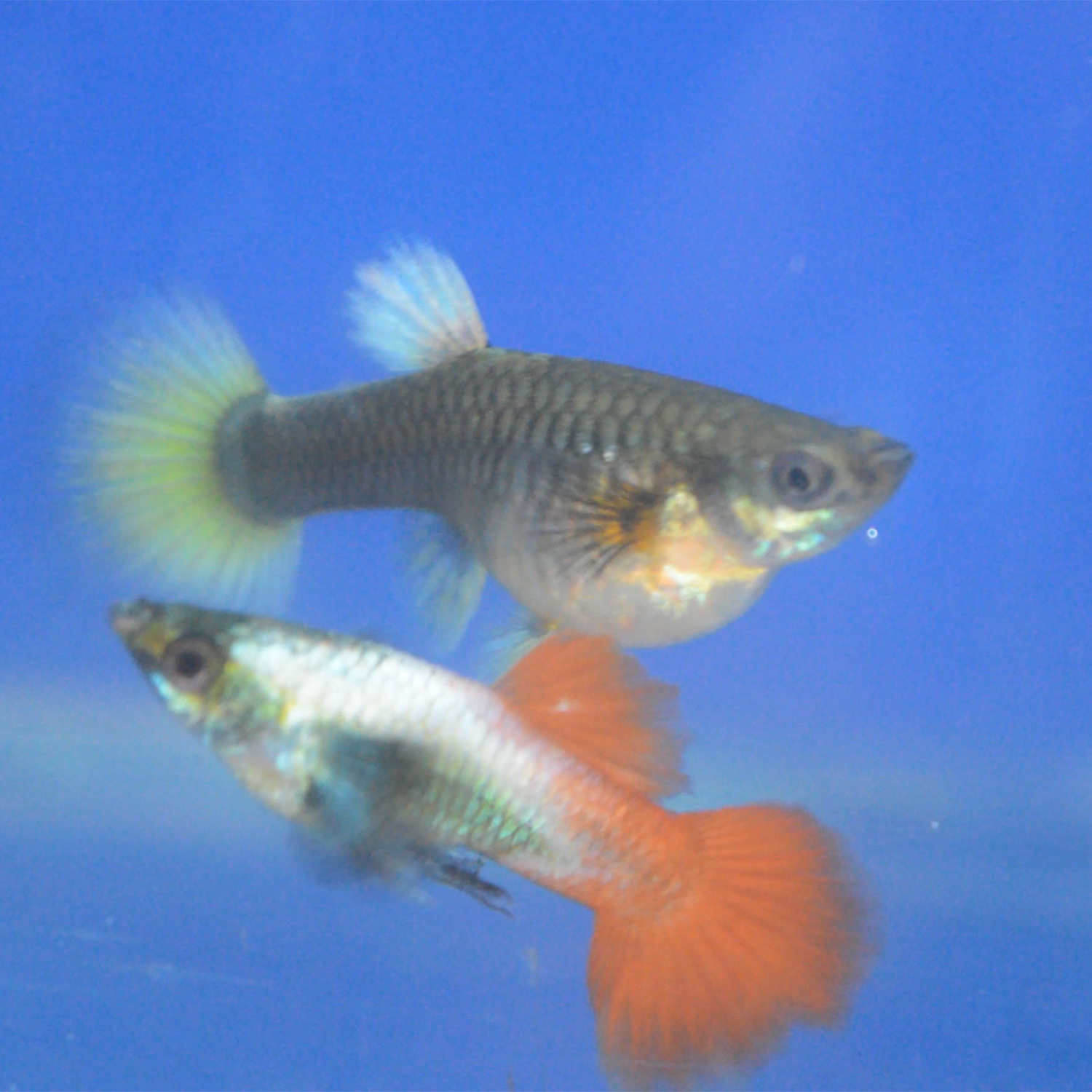 Buy Santa Claus Big Ear Guppy Online at Best Price in kerala from ...