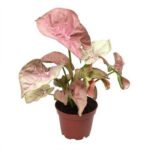 Syngonium Pink Neon Plant