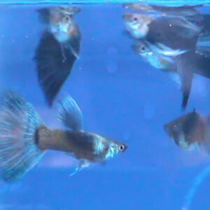 Guppy Fish | Buy Guppies Online at Best Price in Kerala | GetUrPet.com