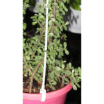 jade plant (2)
