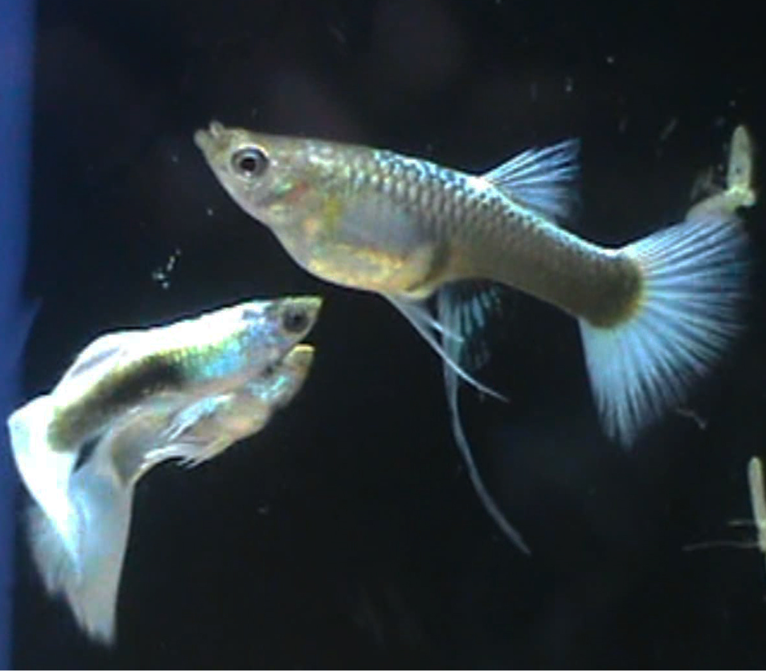white guppy fish
