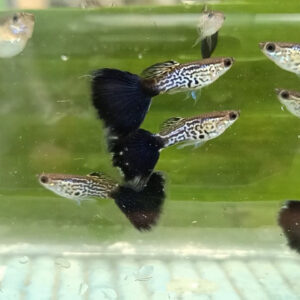 Violet Colour Guppy | Buy Violet Color Guppies Online at Best Price in ...