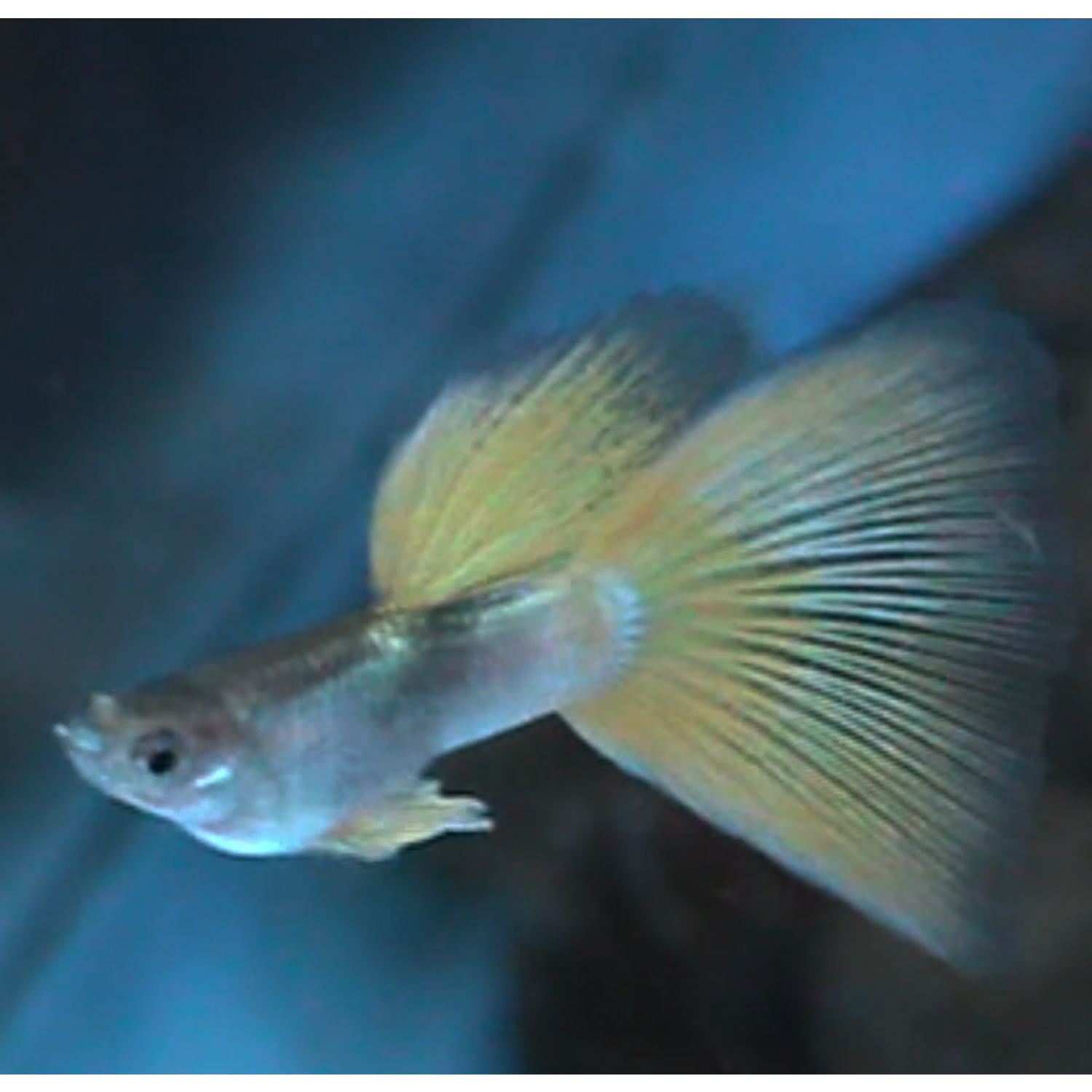 Buy Wild Pinku Guppy Online at Best Price in kerala from geturpet.com