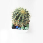 Ball Cactus (2)