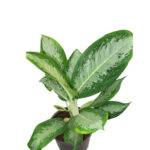 dieffenbachia seguine plant price