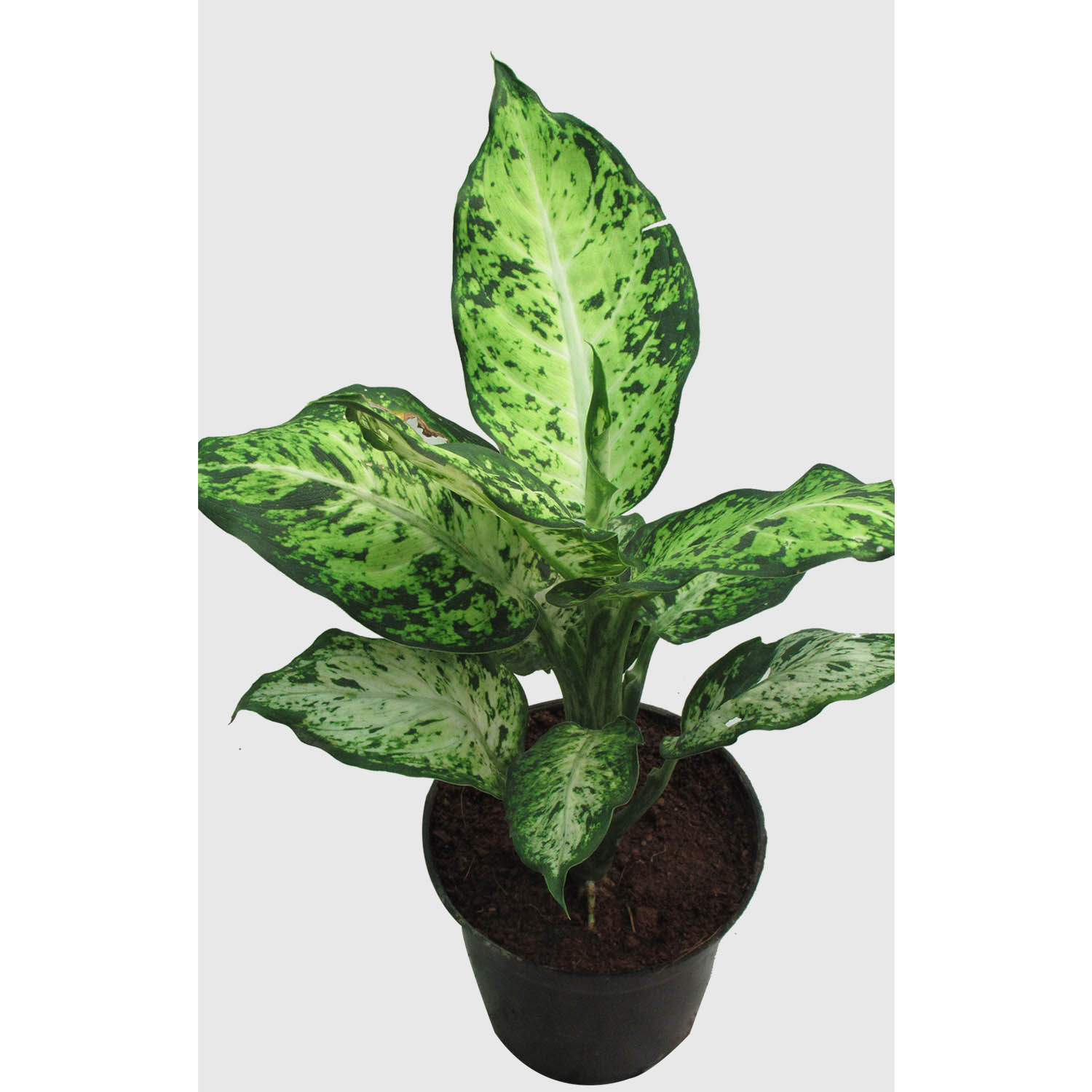 Buy Dieffenbachia Dotted Online At Best Price In Kerala From Geturpet Com