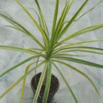 dracaena marginata indoor plant