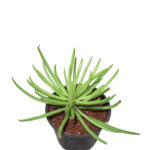 Green Grass Succulent Indoor Plant