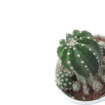 Harrisia Cactus Indoor Plant