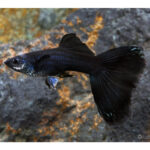 Jet Black Guppy Price