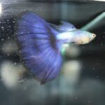 Lazuli Violet Guppy Price