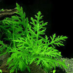 hygrophila difformis aquarium plant