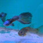 moscow violet guppy price