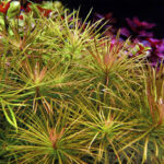 pogostemon dassen purple aquarium plant