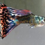 red peacock guppy price