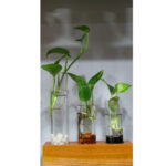 Test Tube Glass Planter Price