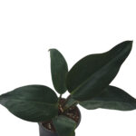 philodendron imperial green