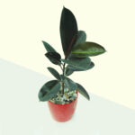 rubber plant 1