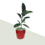 rubber plant 2