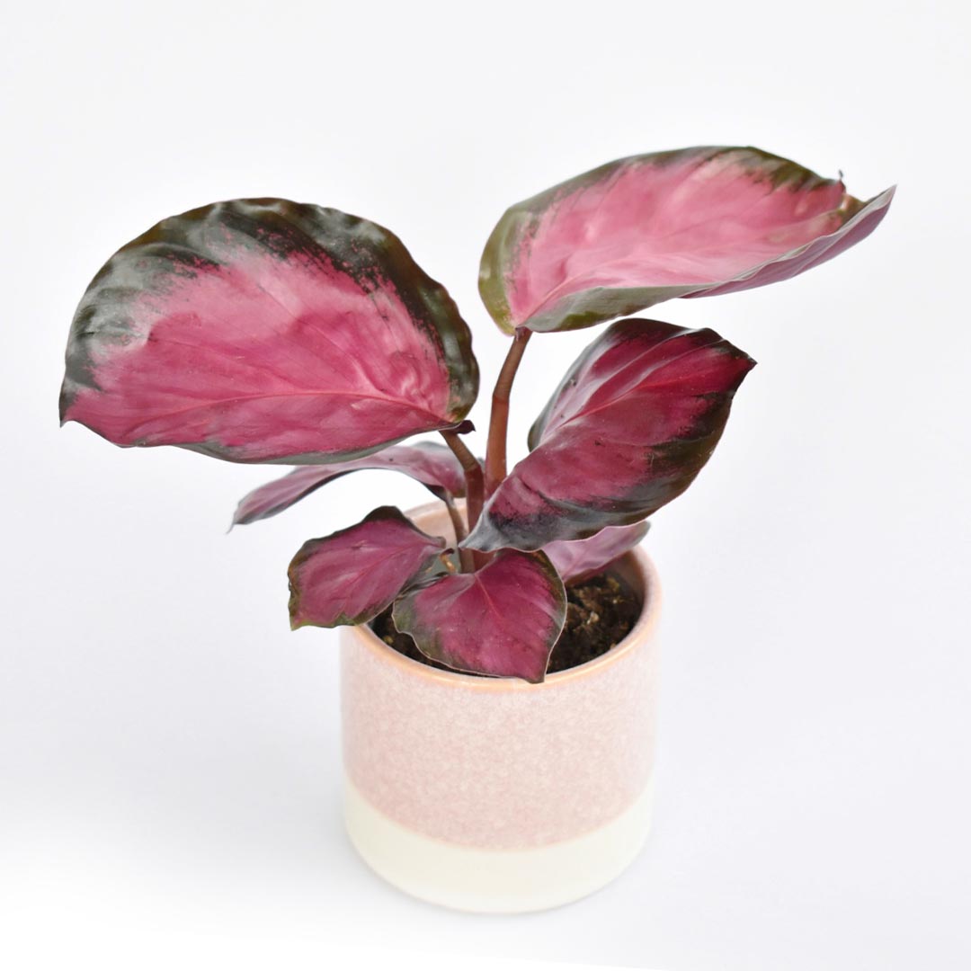 Buy Calathea Roseopicta 'Rosy' Online at Best Price in kerala from  geturpet.com