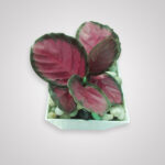 CalatheaRoseopicta ‘Rosy’ (2)