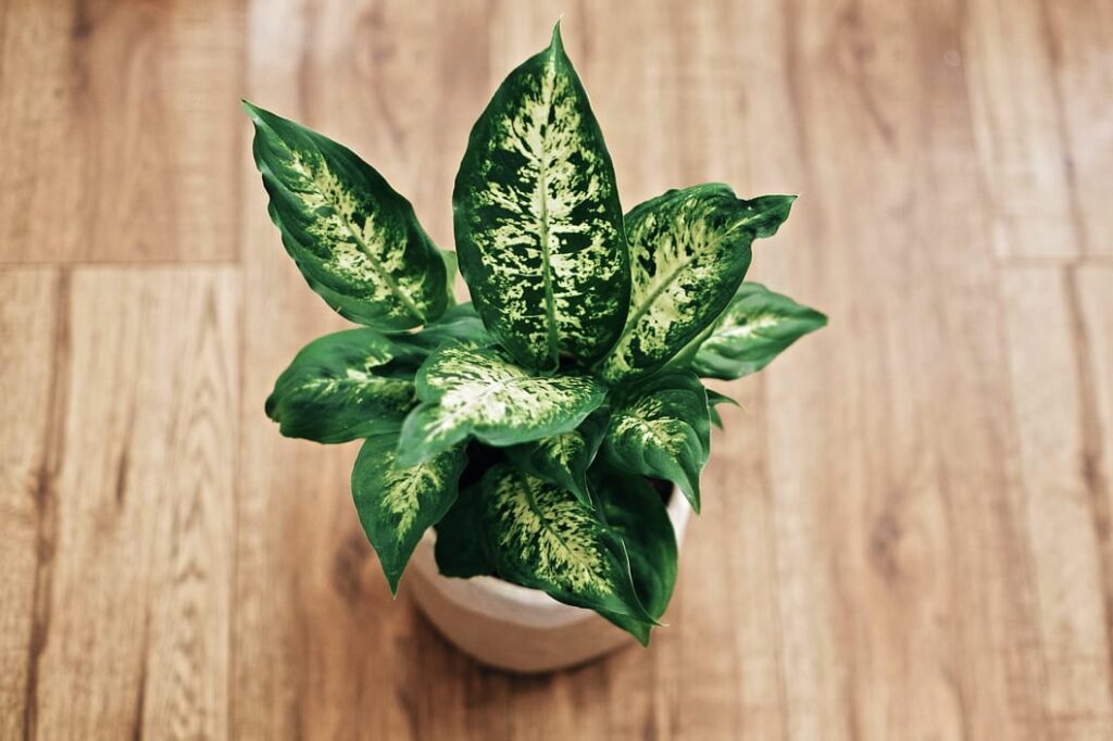 how to care for a dieffenbachia
